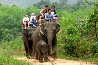 koh-chang-elephant-tracking1(banchangtha