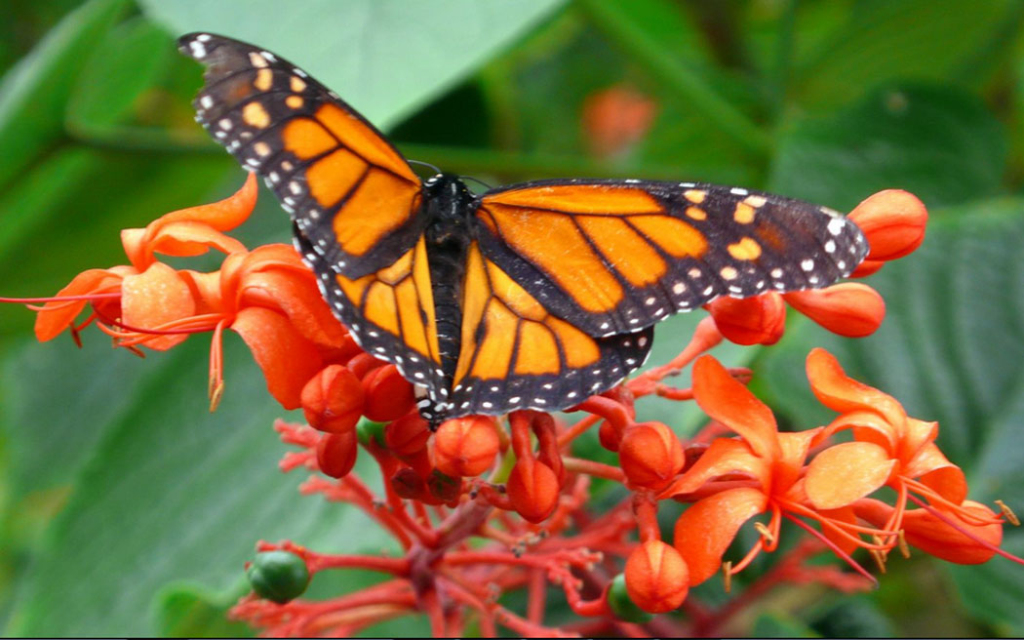 Гранд каньон кукмор. Музей бабочек в санкт-петербурге. Сад тропических бабочек «миндо». Бабочки гранд каньон. Парк бабочек гранд каньон.
